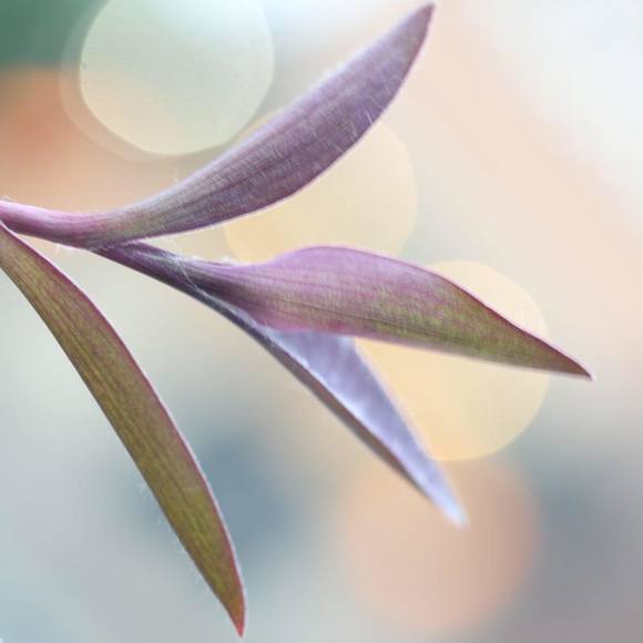 Meet your Posher, Nikki - Picture 1 of 1